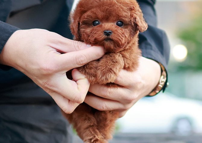 TOY POODLE YAVRULARIM